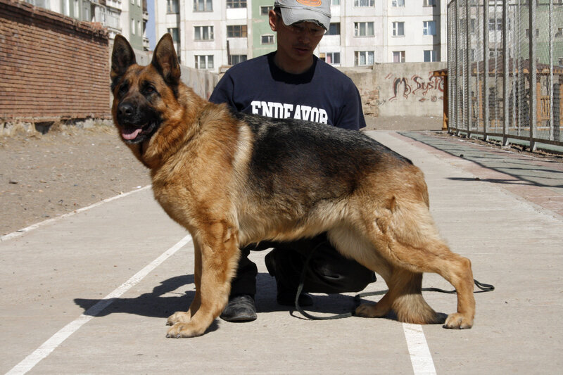 German Shepherd Dog — Brown, Neutral, Afternoon