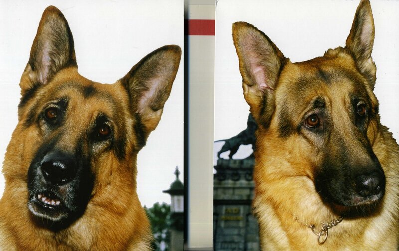 German Shepherd Dog — Brown, Neutral, Photograph, Collar