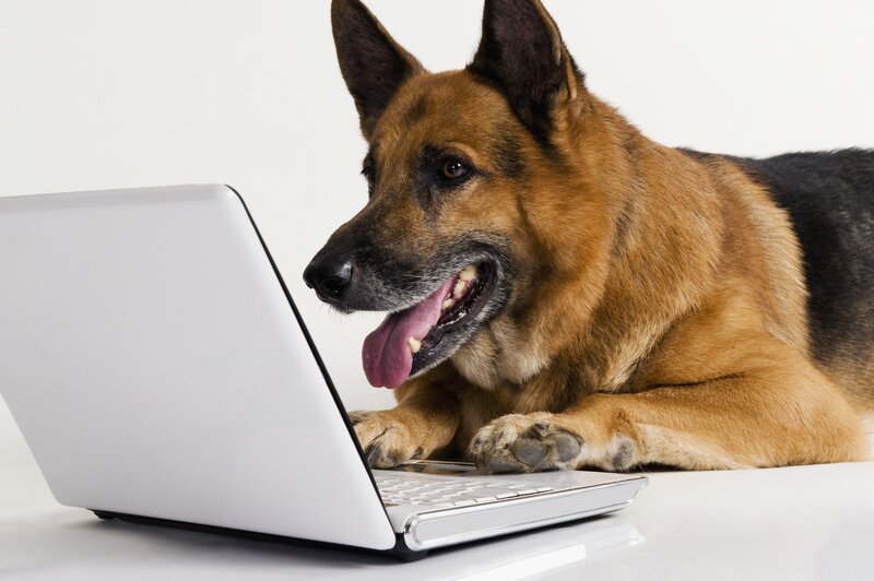 German Shepherd Dog — Brown, Neutral, Photograph