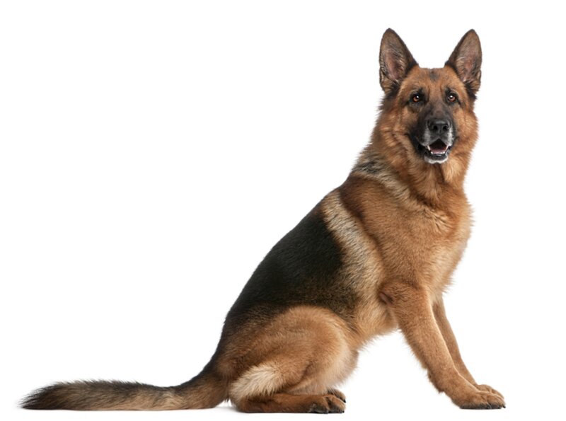 German Shepherd Dog — Brown, Neutral, Photograph, White Background