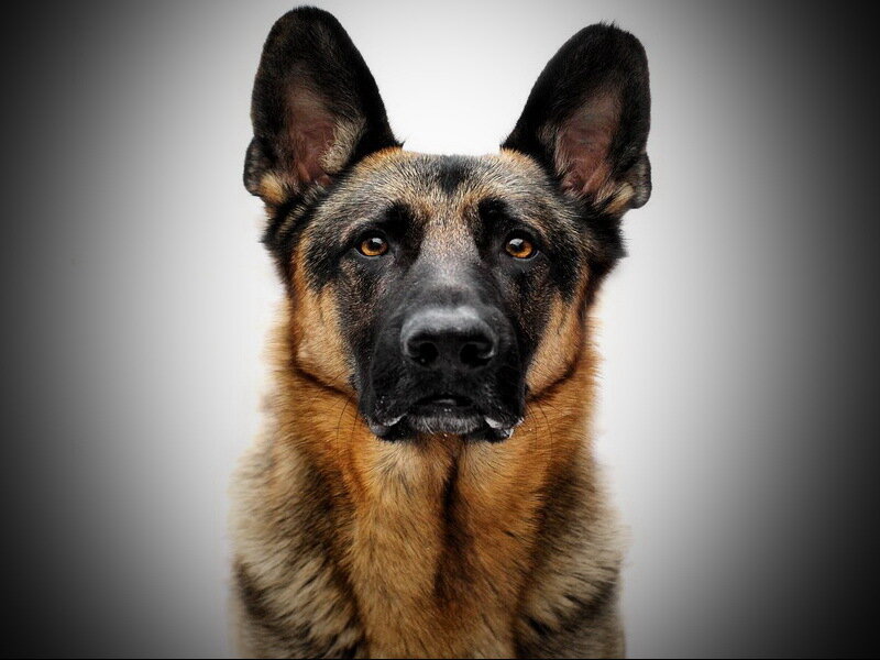 German Shepherd Dog — Brown, Neutral