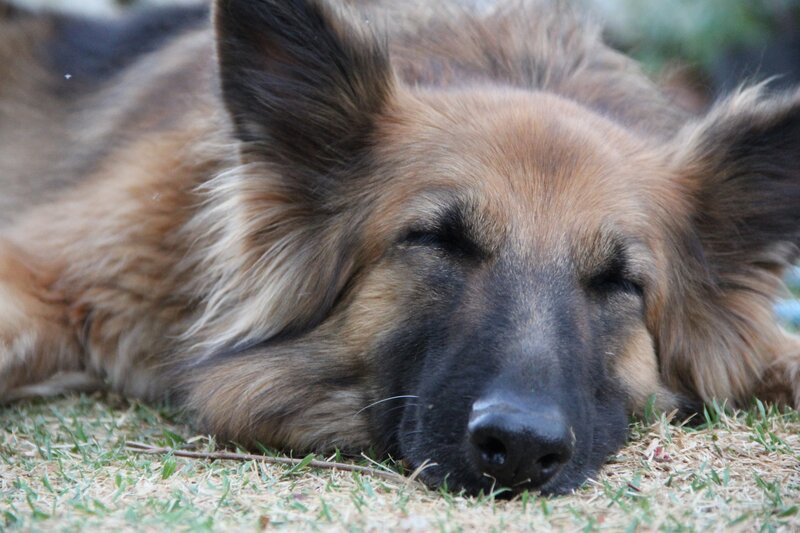 German Shepherd Dog — Brown, Peaceful, Afternoon