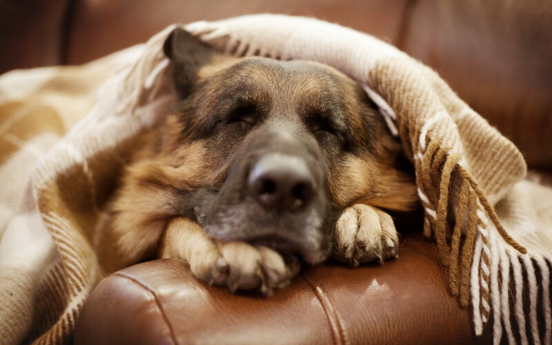 German Shepherd Dog — Brown, Peaceful