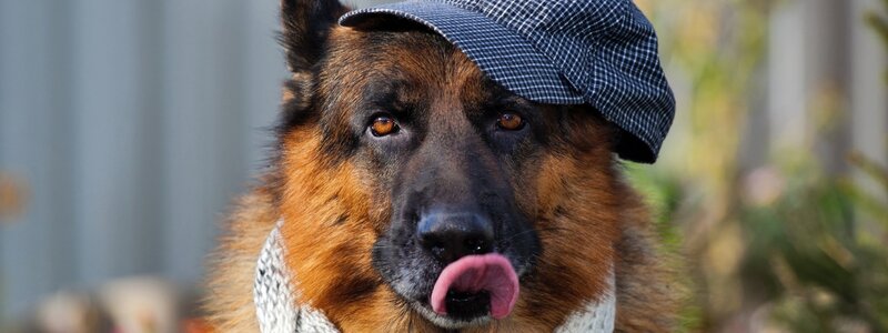 German Shepherd Dog — Brown, Playful, Afternoon, Photograph, Hat, Scarf