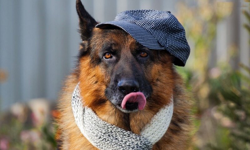 German Shepherd Dog — Brown, Playful, Afternoon