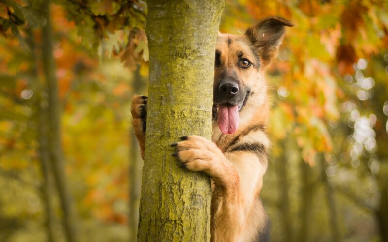 German Shepherd Dog — Brown, Playful, Autumn