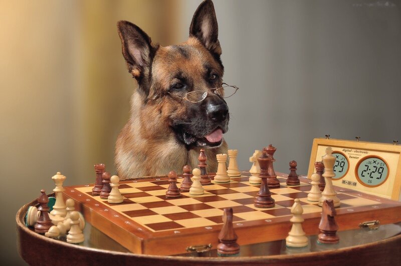 German Shepherd Dog — Brown, Playful, Photograph