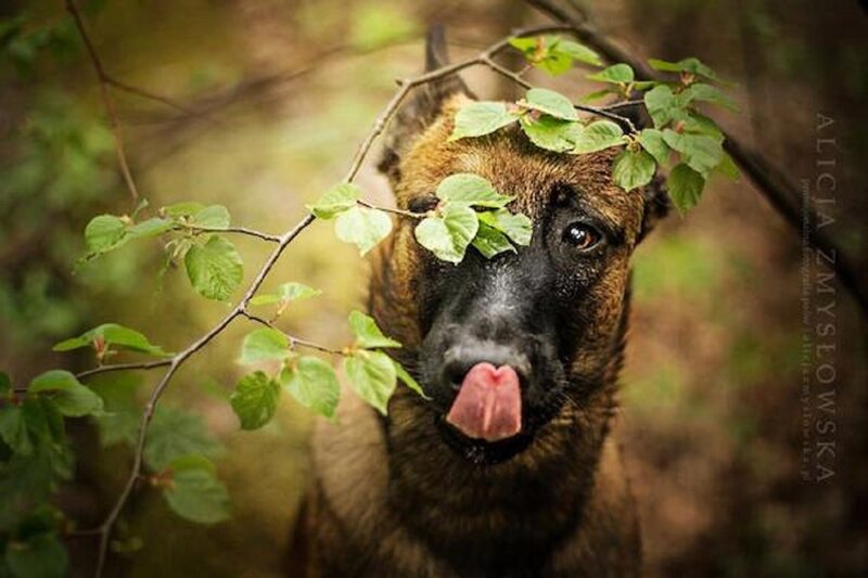 German Shepherd Dog — Brown, Playful, Spring