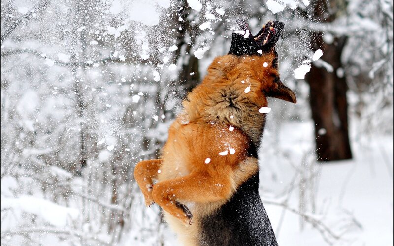 German Shepherd Dog — Brown, Playful