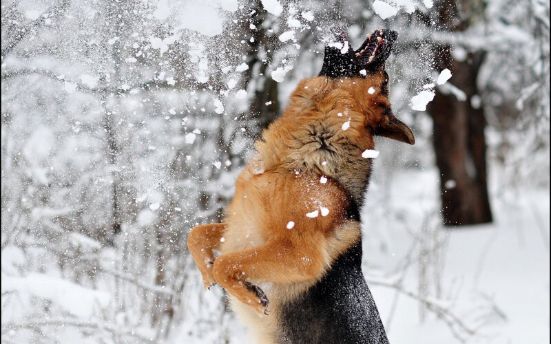German Shepherd Dog — Brown, Playful, Winter, Photograph