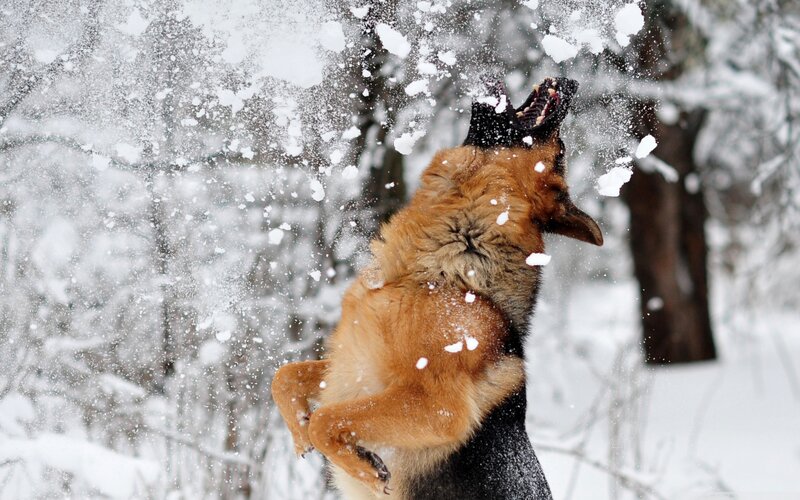 German Shepherd Dog — Brown, Playful, Winter