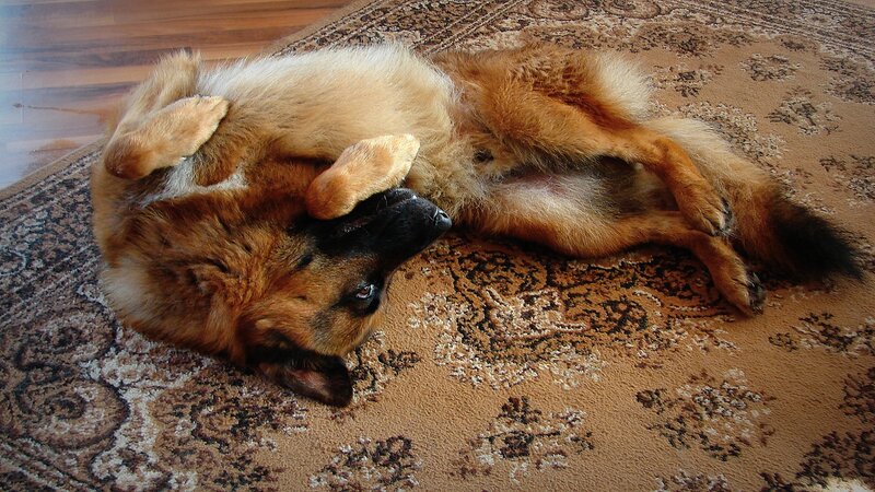 German Shepherd Dog — Brown, Relaxed, Photograph, Carpet
