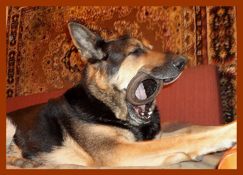 German Shepherd Dog — Brown, Relaxed, Photograph, Dog Toy