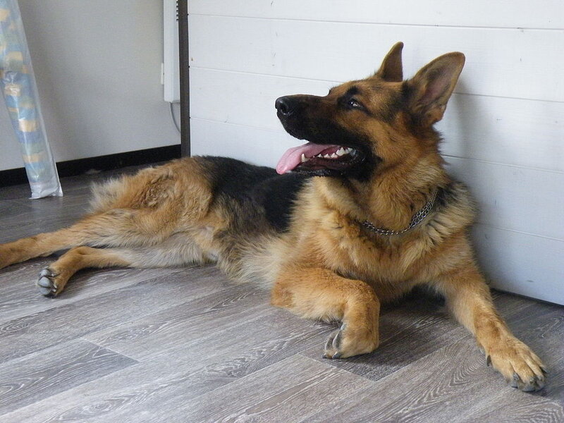 German Shepherd Dog — Brown, Relaxed, Photograph