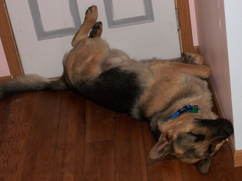 German Shepherd Dog — Brown, Relaxed