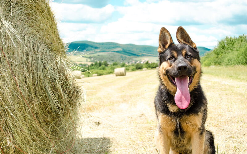 German Shepherd Dog — Brown, Serene, Afternoon