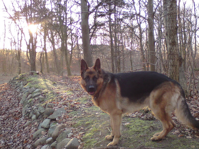 German Shepherd Dog — Brown, Serene, Autumn, Photograph, Trees