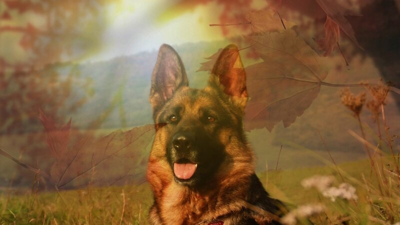 German Shepherd Dog — Brown, Serene, Autumn