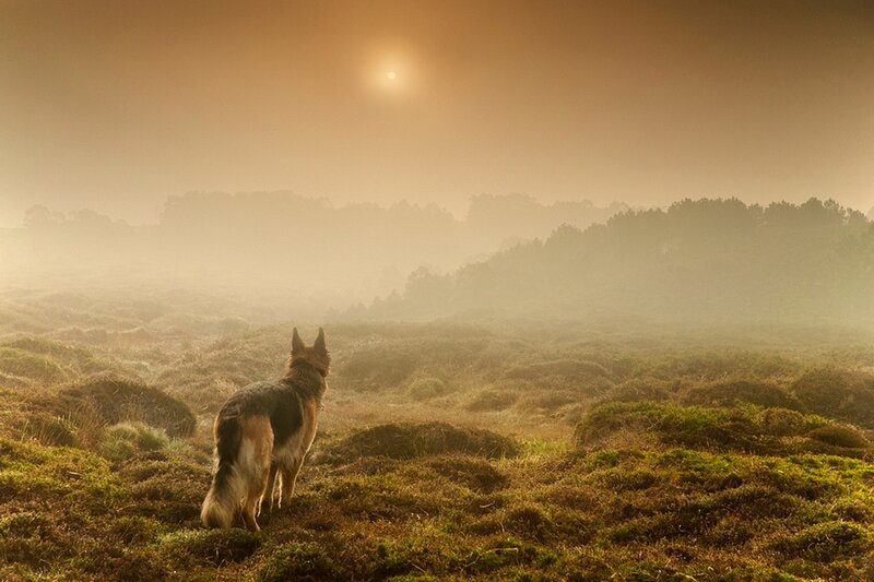 German Shepherd Dog — Brown, Serene, Morning
