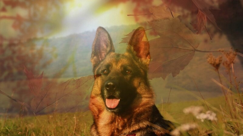 German Shepherd Dog — Brown, Serene
