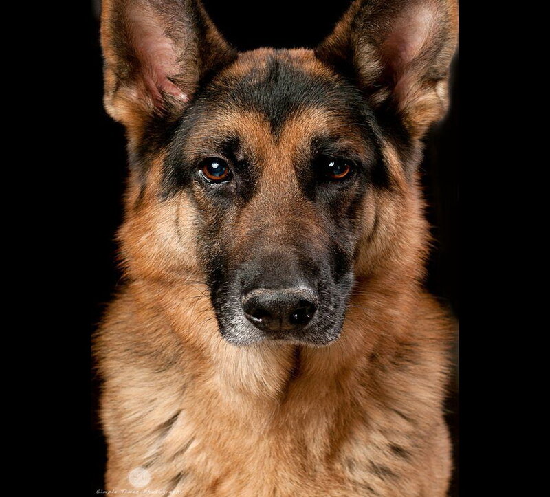 German Shepherd Dog — Brown, Serious