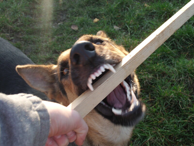 German Shepherd Dog — Brown