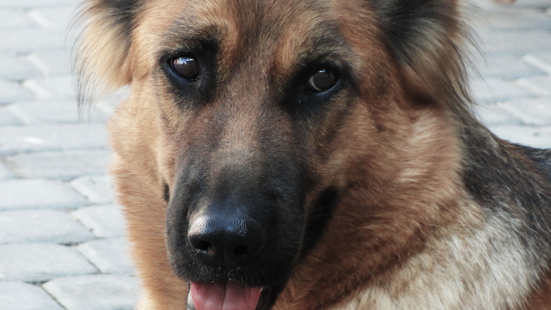 German Shepherd Dog Close-up