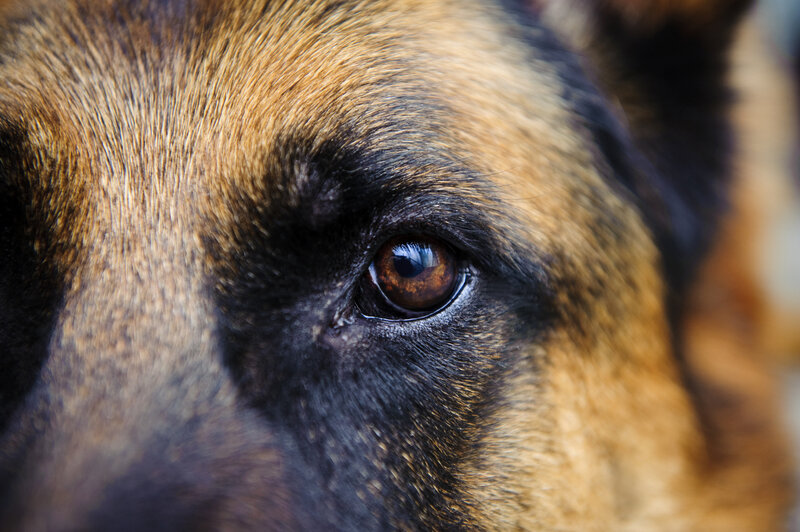 German Shepherd Dog Eye