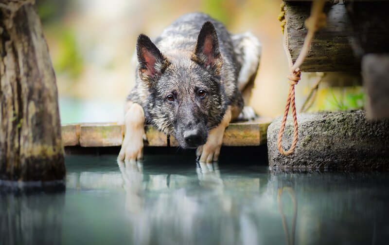 German Shepherd Dog — Gray, Calm