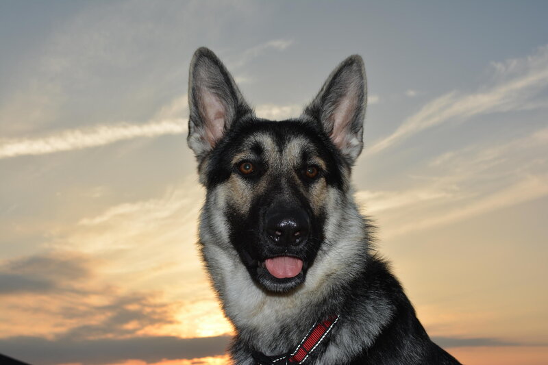 German Shepherd Dog — Gray, Dramatic