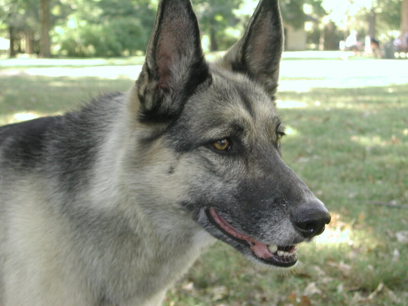 German Shepherd Dog — Gray