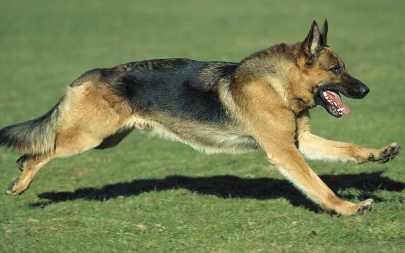 German Shepherd Dog — Green, Active, Afternoon, Photograph, Grass, Shadow