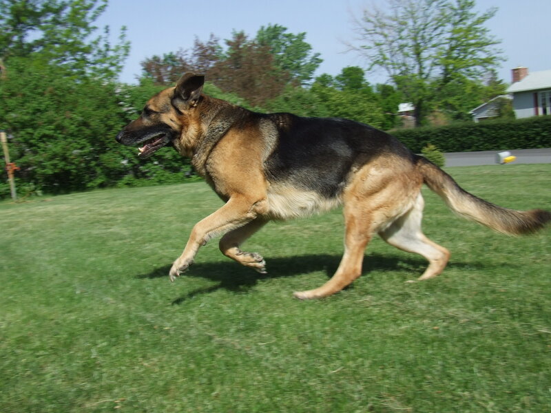 German Shepherd Dog — Green, Active, Afternoon, Photograph, Grass