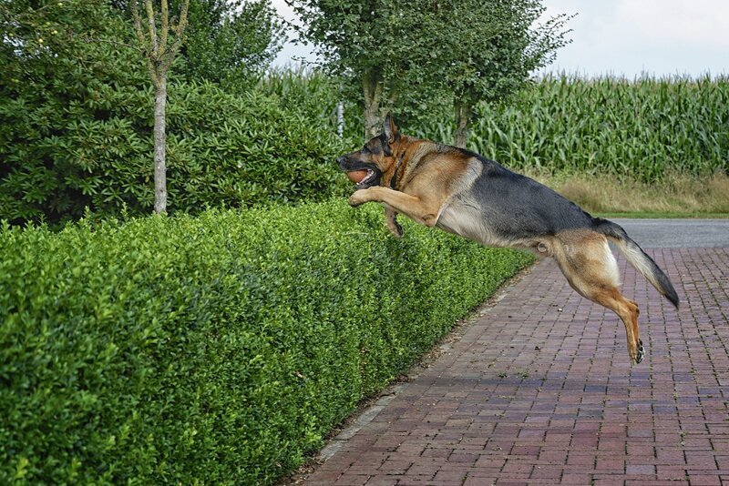 German Shepherd Dog — Green, Active, Afternoon, Photograph, Hedge