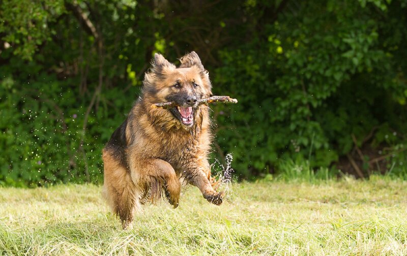 German Shepherd Dog — Green, Active, Afternoon, Photograph, Stick