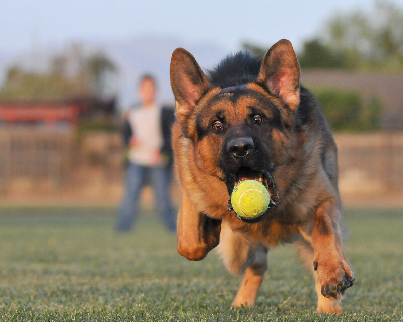 German Shepherd Dog — Green, Active, Afternoon, Photograph, Tennis Ball