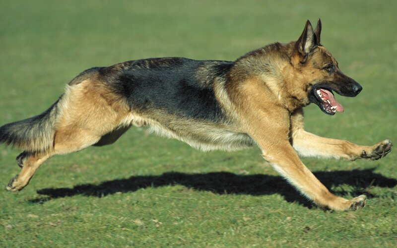German Shepherd Dog — Green, Active, Afternoon, Photograph