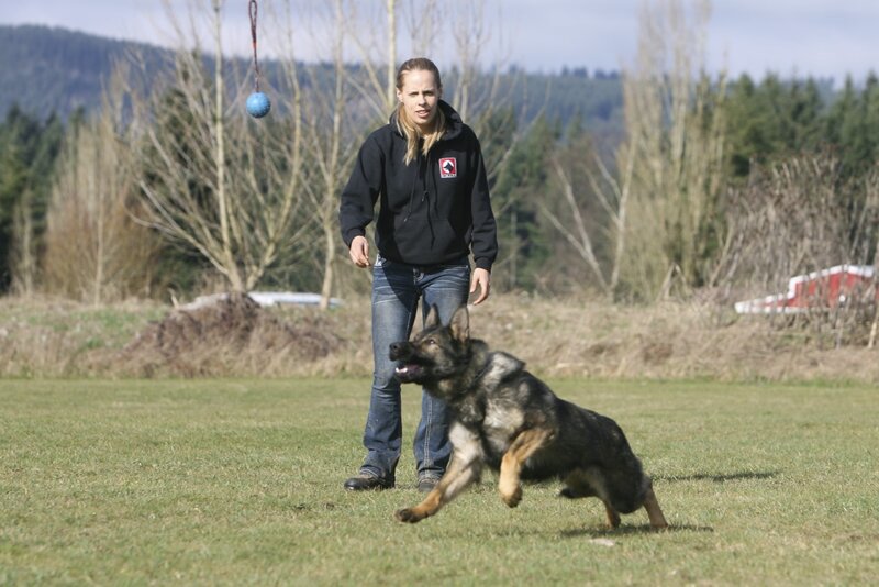 German Shepherd Dog — Green, Active, Afternoon, Photograph, Woman