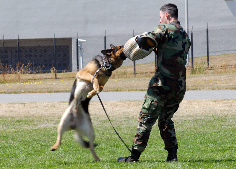 German Shepherd Dog — Green, Active, Afternoon