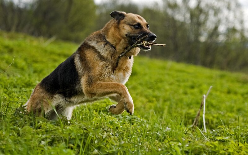 German Shepherd Dog — Green, Active, Spring, Photograph, Stick