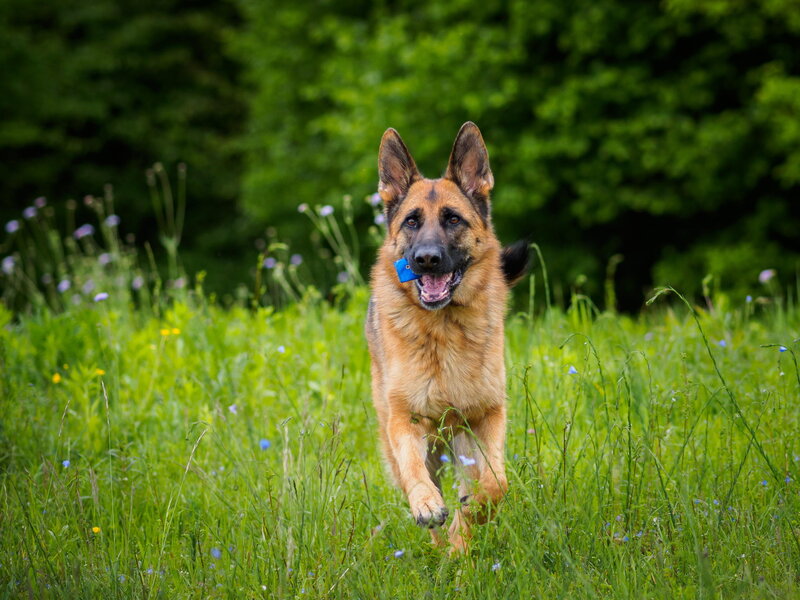 German Shepherd Dog — Green, Active, Summer