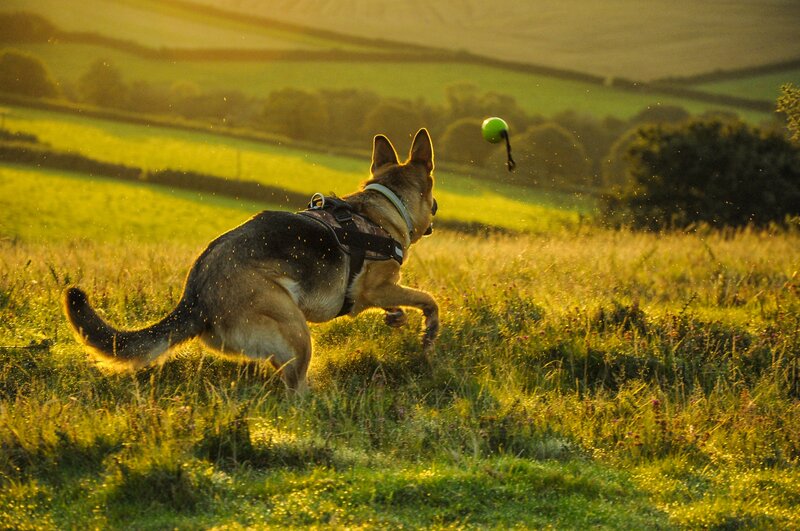 German Shepherd Dog — Green, Active, Sunset
