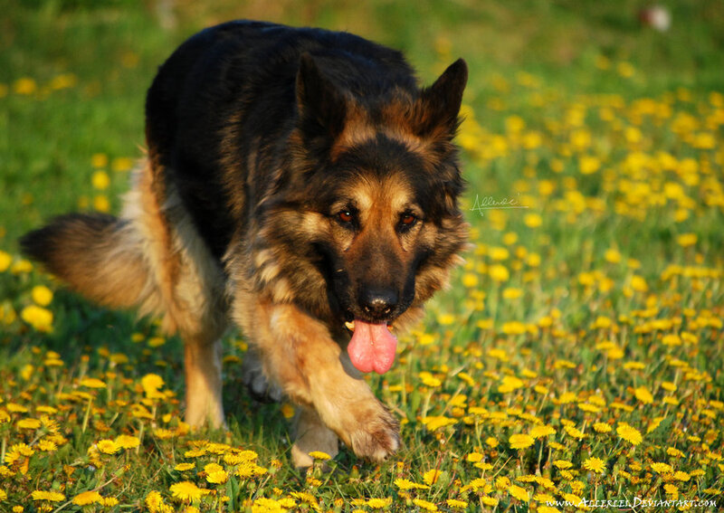 German Shepherd Dog — Green, Active