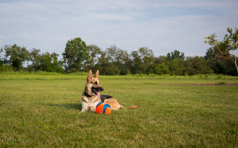 German Shepherd Dog — Green, Calm, Afternoon, Photograph, Ball