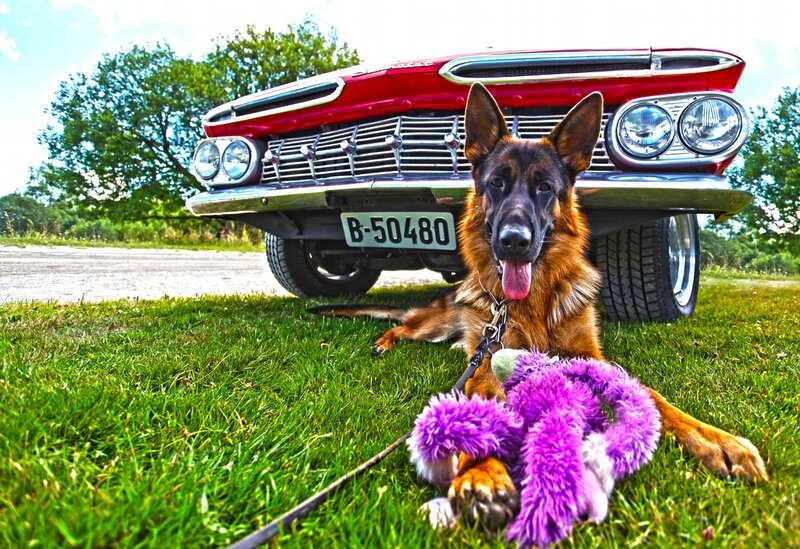 German Shepherd Dog — Green, Calm, Afternoon, Photograph, Car