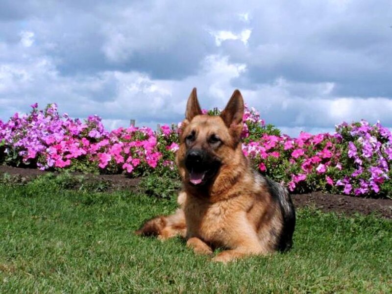 German Shepherd Dog — Green, Calm, Afternoon, Photograph, Flowers