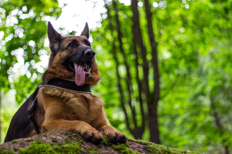 German Shepherd Dog — Green, Calm, Afternoon, Photograph, Forest, Moss