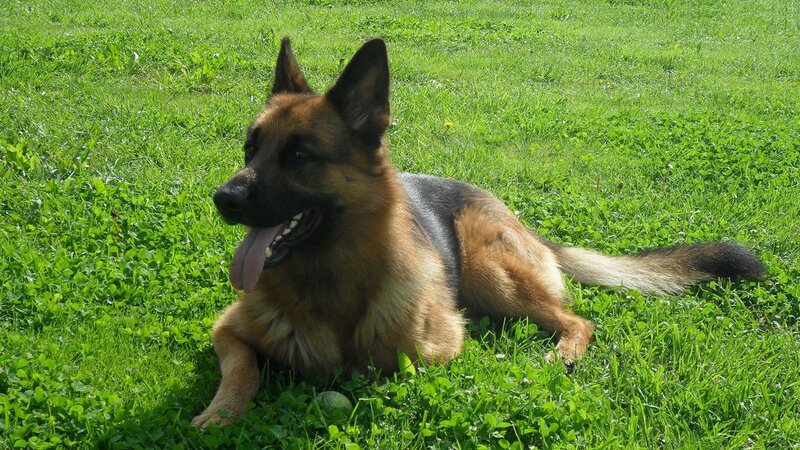 German Shepherd Dog — Green, Calm, Afternoon, Photograph, Grass, Ball