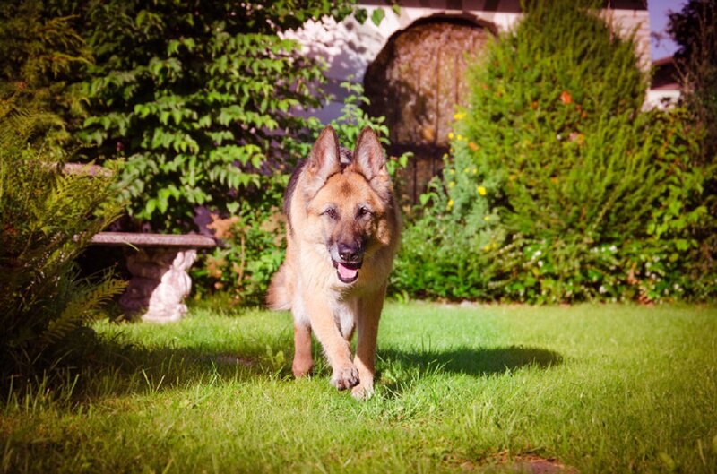 German Shepherd Dog — Green, Calm, Afternoon, Photograph, Grass, Bushes, Bench