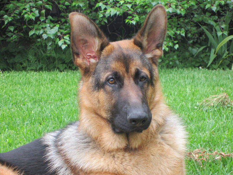 German Shepherd Dog — Green, Calm, Afternoon, Photograph, Grass, Bushes